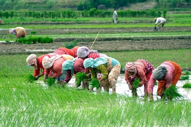 असार १५ गते २०औँ राष्ट्रिय धान दिवस तथा रोपाइँ महोत्सव गर्ने