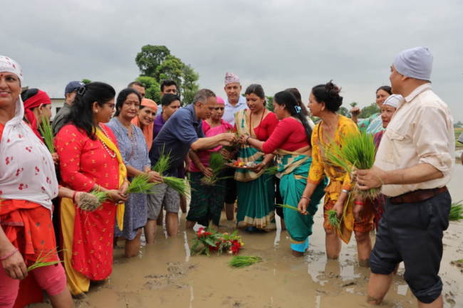 बुटवल तामनगरको धान रोपाई (तस्बिरहरु)