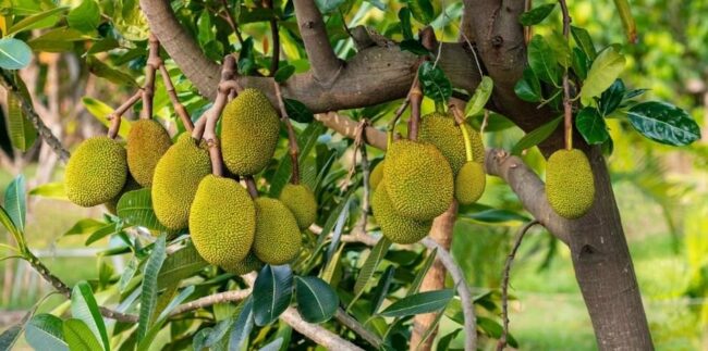 पोटासियम–भिटामिन सीले भरपुर कटहर