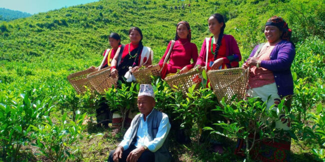 अब बागलुङमै चिया बगान