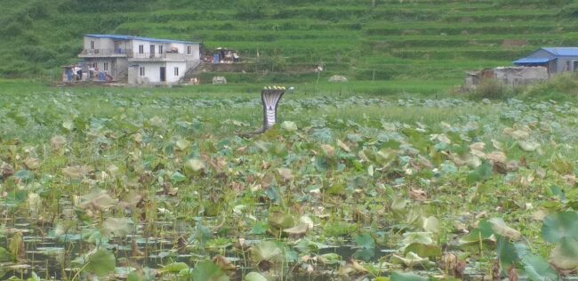 पोखरा कुँडहरस्थित कमलपोखरी