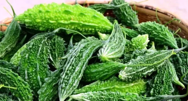 खाँदा तीतो भए पनि करेला स्वास्थ्यका लागि अतिलाभदायक